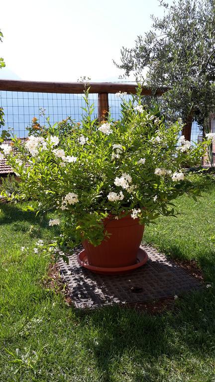 Agriturismo Botton D'Oro Dongo Exterior foto